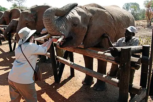 Приют для диких животных для защиты, спасения, реабилитации