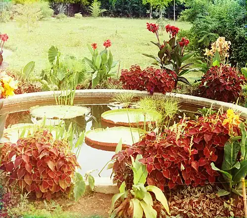 Сухум. Victoria Regia. Первый раз в Европе выведена на воздухе. Посажена в июне 1912 г. Ботанич. сад в Сухуме