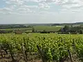 Виноградники