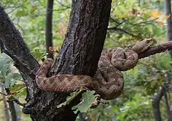 Носатая гадюка (Vipera ammodytes)
