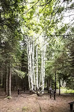 Двенадцатиствольная берёза&nbsp;— «Двенадцать апостолов»