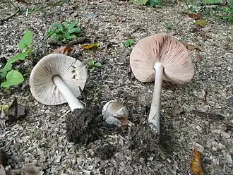 Вольвариелла слизистоголовая (Volvariella gloiocephala)