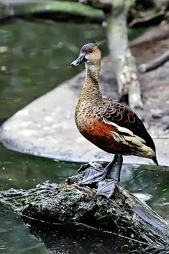 Странствующая свистящая утка