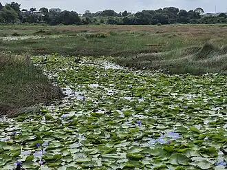 Кувшинки в разломах Пич-Лейк