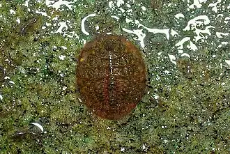 Личинка жука волнушки