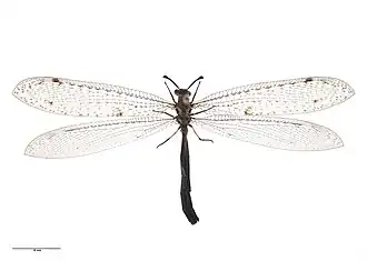 Weeleus acutus из Новой Зеландии