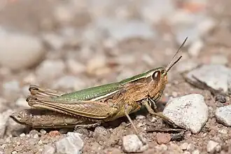 Буро-зеленый конёк, сидящий на песчаном грунте