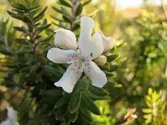 Westringia_fruticosa_flower.jpg