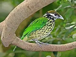 Ailuroedus buccoides