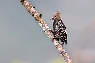 Желтопоясничный волнистый дятел (Meiglyptes tristis)