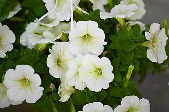 Petunia axillaris