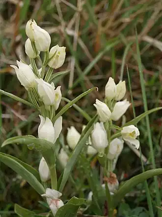 Пыльцеголовник крупноцветковый