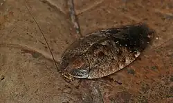 Pseudophoraspis sp., Малайский полуостров