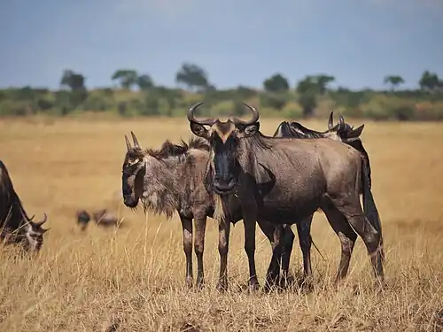Голубой гну в заповеднике Масаи-Мара