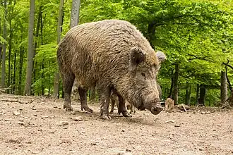 Дикая свинья (Sus scrofa)