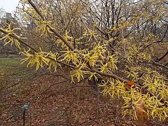 Гамамелис вирджинский