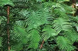 Воллемия благородная в ботаническом саду Palmengarten Frankfurt[нем.], Франкфурт-на-Майне, Германия