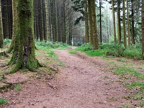 Лес возле Уистландпаундского водохранилища[англ.]