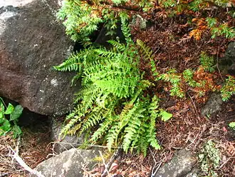 Вудсия эльбская