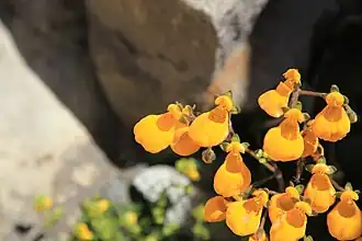 Calceolaria biflora