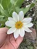 Wyethia helianthoides (Виеция подсолнечниковидная)