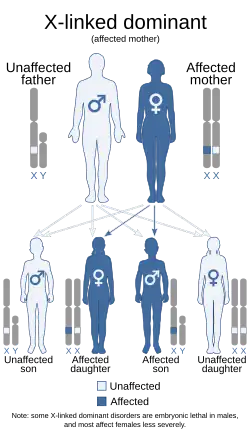 Этот синдром наследуется Х-сцепленным доминантным образом.