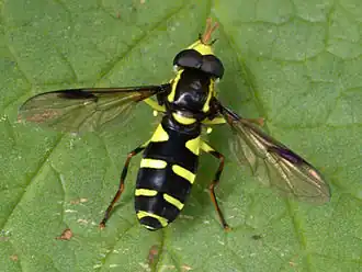 Philhelius pedissequum