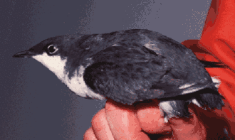 Synthliboramphus scrippsi