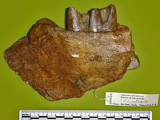 Фрагмент нижней челюсти Xenastrapotherium kraglievichi