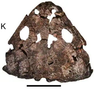 Череп, голотип
