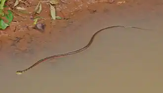 Трёхгранный плавающий уж