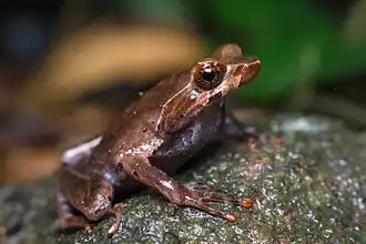 Длинноногая чесночница