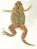 Xenopus victorianus