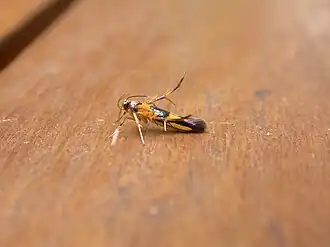 Гелиодиниды