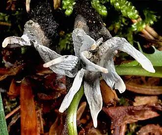 Xylaria hypoxylon