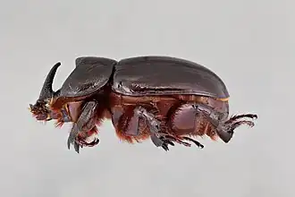 Xyloryctes thestalus, самец