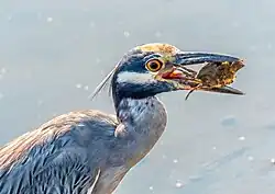 С пойманной добычей (крабом)