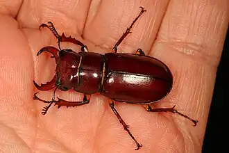 Lucanus capreolus