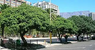 Sideroxylon inerme, типовой вид рода