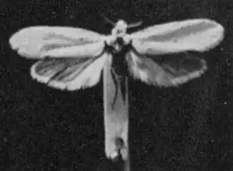 Prodoxidae: Юкковая моль