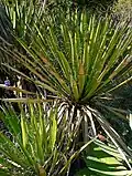 Yucca carnerosana