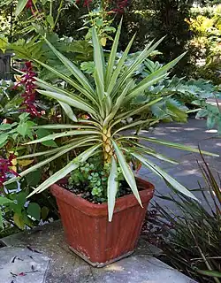 Растение сорта 'Silver Star', выращиваемое как горшочная культура