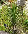 Yucca periculosa