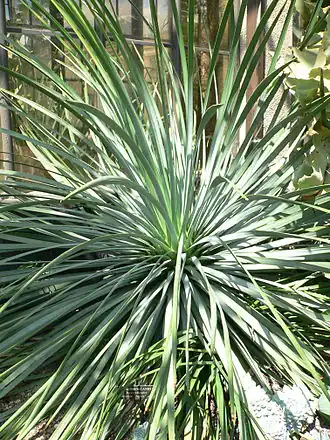 Hesperoyucca whipplei