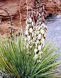 Yucca harrimaniae