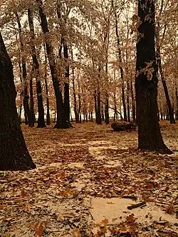 Дубовая роща