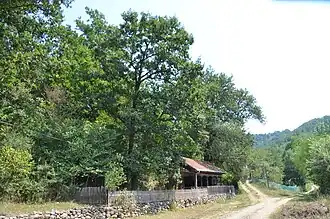 Груша Лазаревича