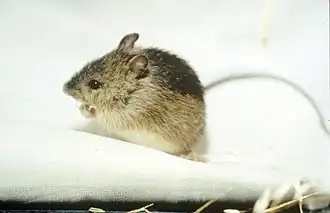 Луговой полутушканчик