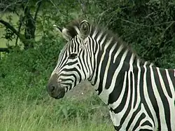 Зебра