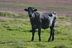 Синяя корова